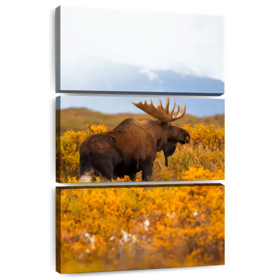 Orignal Brampt se promenant à Denali