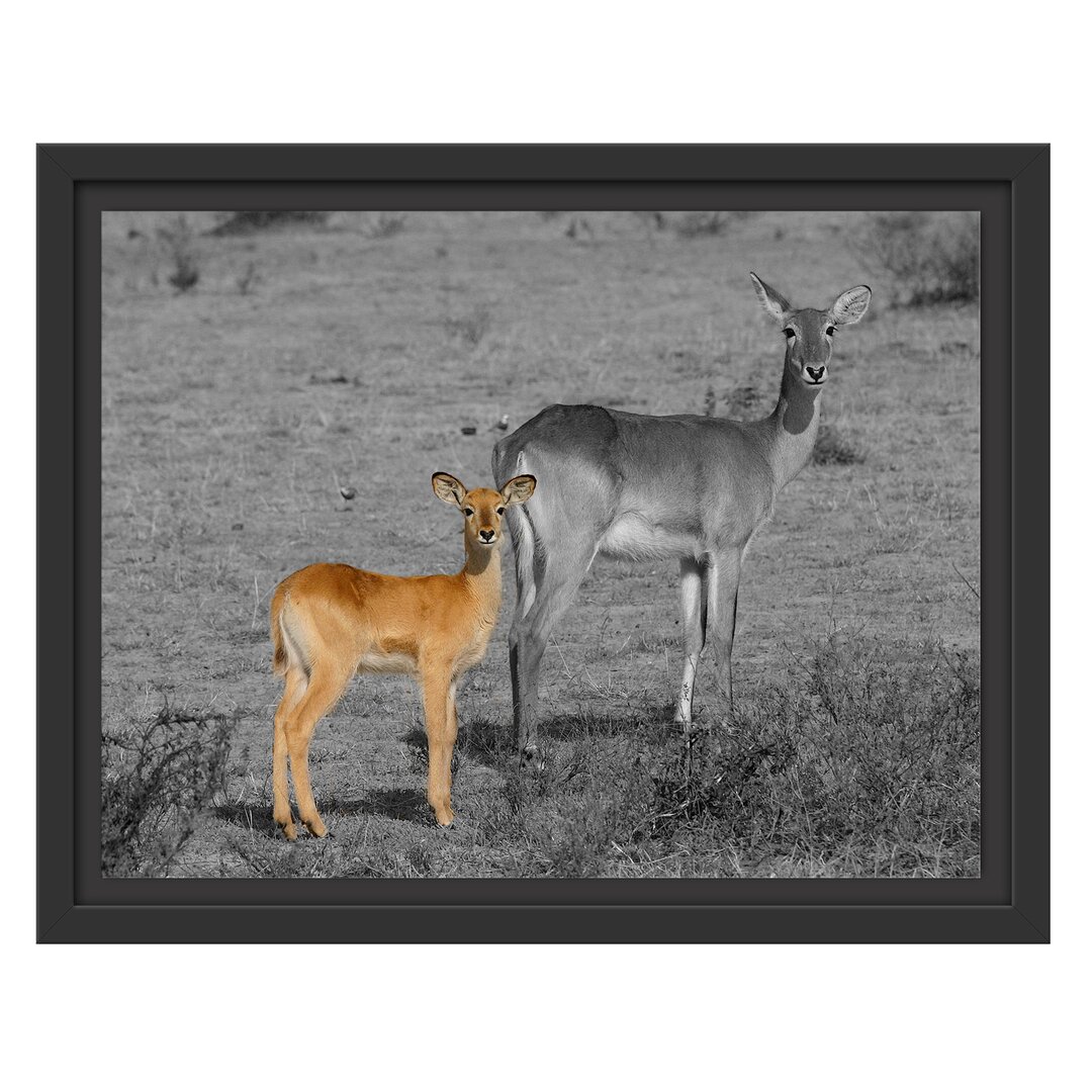 Gerahmtes Wandbild Indische Gazelle mit Jungtier