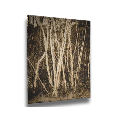 Bouleau d'automne par Hal Halli