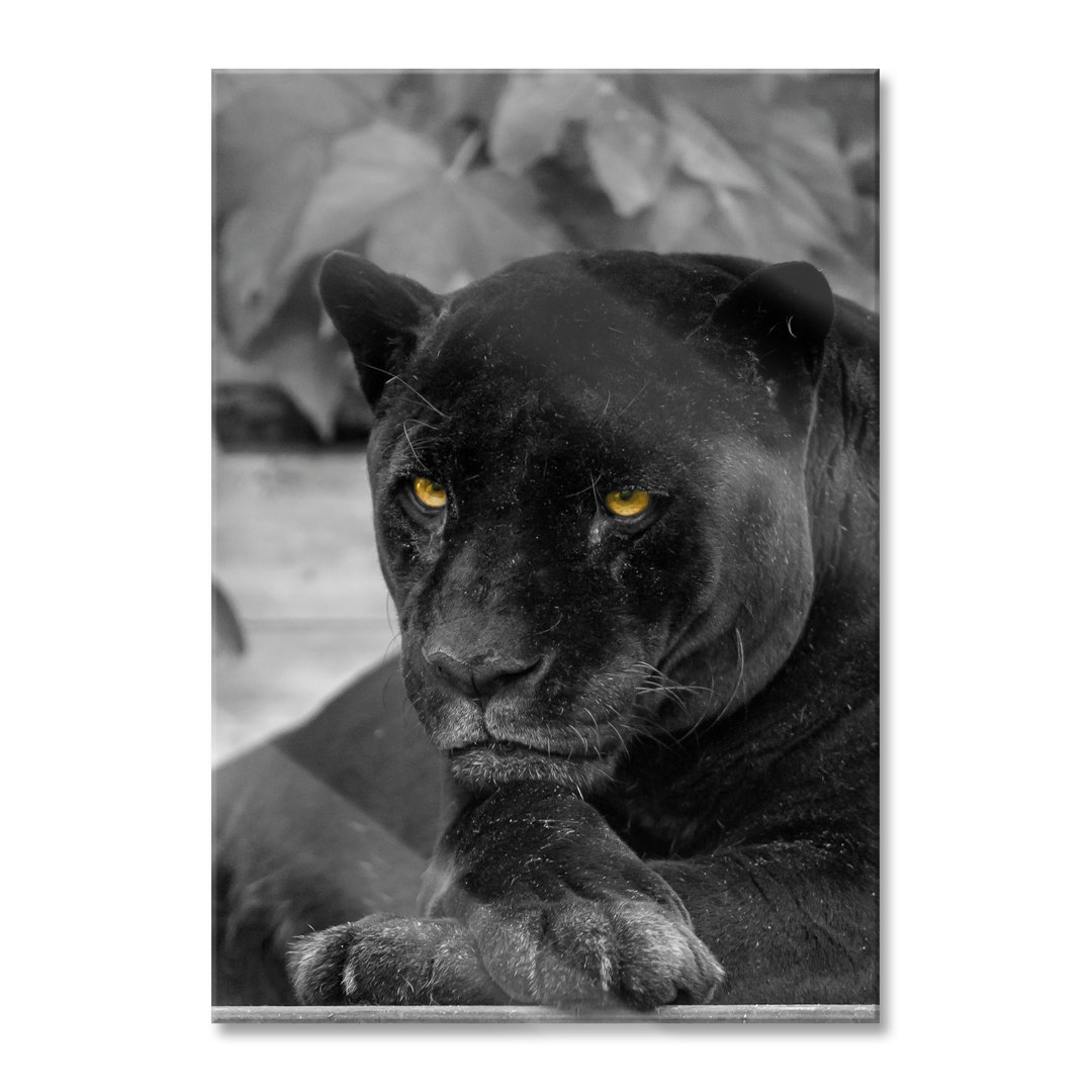 Fotodruck Schwarzer Panther