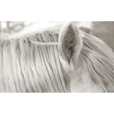 Focusing On White Horse I Print by Mari Urasawa
