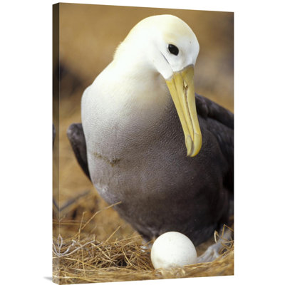 " Waved Albatross Incubating Single Egg, Galapagos Islands, Ecuador "