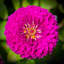 Bloom Print by Ted Glasoe