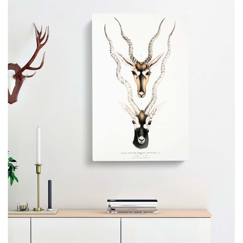 Indian Antelope by John Edward Gray - Wrapped Canvas, 60cm H x 40cm W x 3cm D