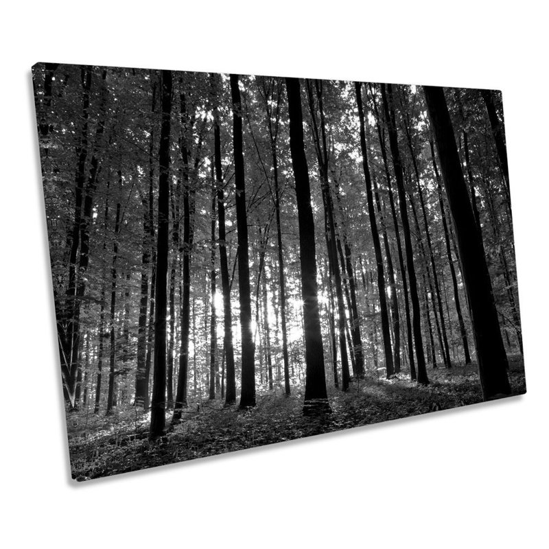 Forest Landscape Sunrise B&W - Wrapped Canvas Print, 30.5cm H x 45.7cm W