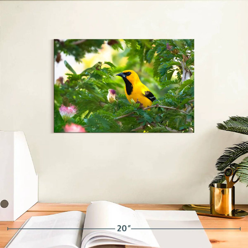 Crowle Oriole Songbirds, H 8 po x l 12 po
