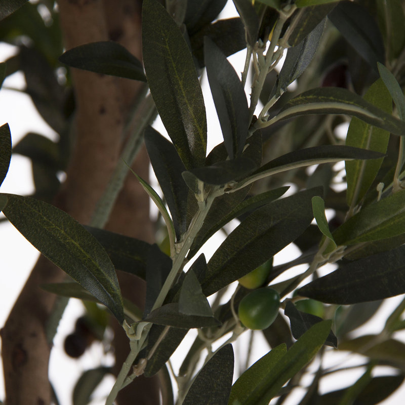 Olivo 200cm Olive Tree in Pot
