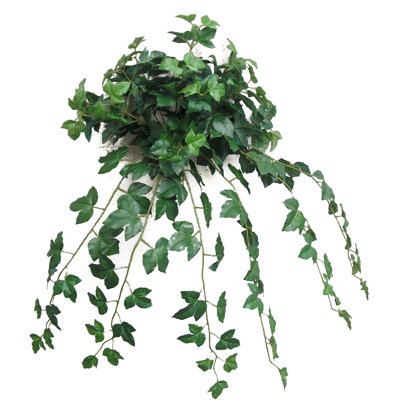 Plante suspendue érable lierre