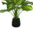 19" Hosta Plant in Glass Vase