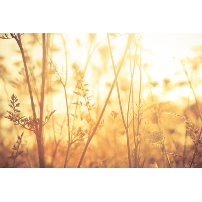 Meadow During Sunrise by Pawel Gaul