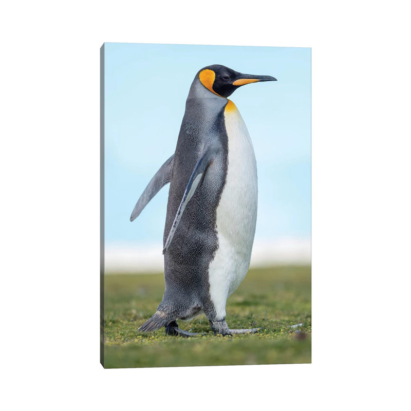 King Penguin On Falkland Islands. by Martin Zwick - Wrapped Canvas Print, 20.32 cm H x 30.48 cm W