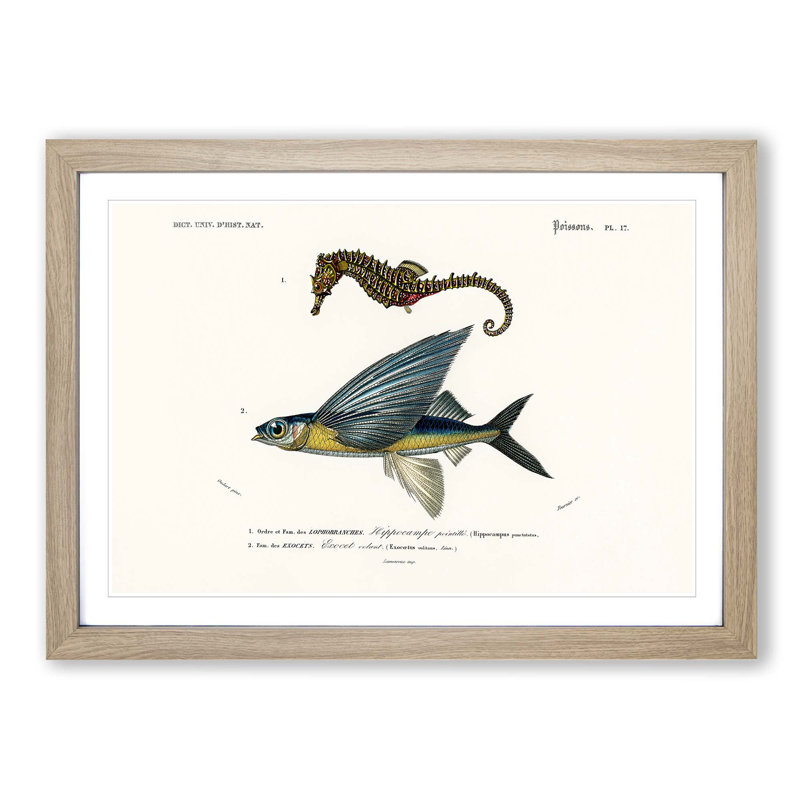 Seahorse & Flying Fish by Charles d' Orbigny - Picture Frame Painting Print, 48cm H x 65cm W x 2cm D, Oak Framed