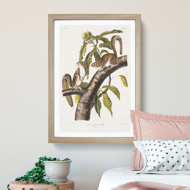 Carolina Grey Squirrels by J.W. Audubon - Picture Frame Painting Print, 48cm H x 36cm W x 2cm D, Oak Framed
