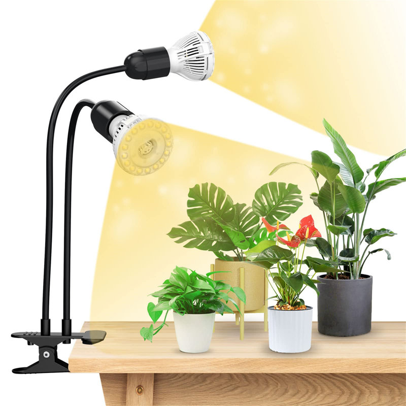 Naomi Grow Light