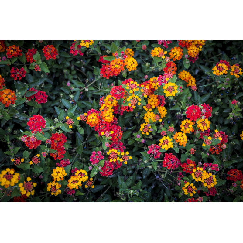 Species Of Colorful Flowers by Kateryna Mashkevych - Wrapped Canvas Print, 30cm H x 46cm W
