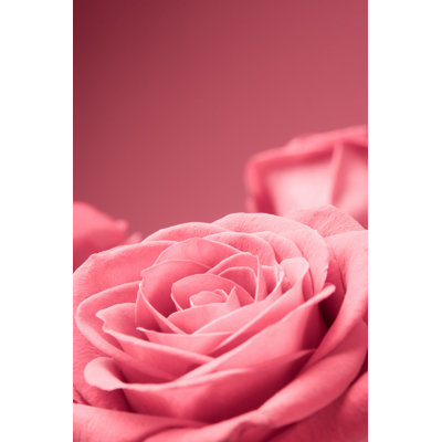 Roses roses - Photographie sur toile tendue