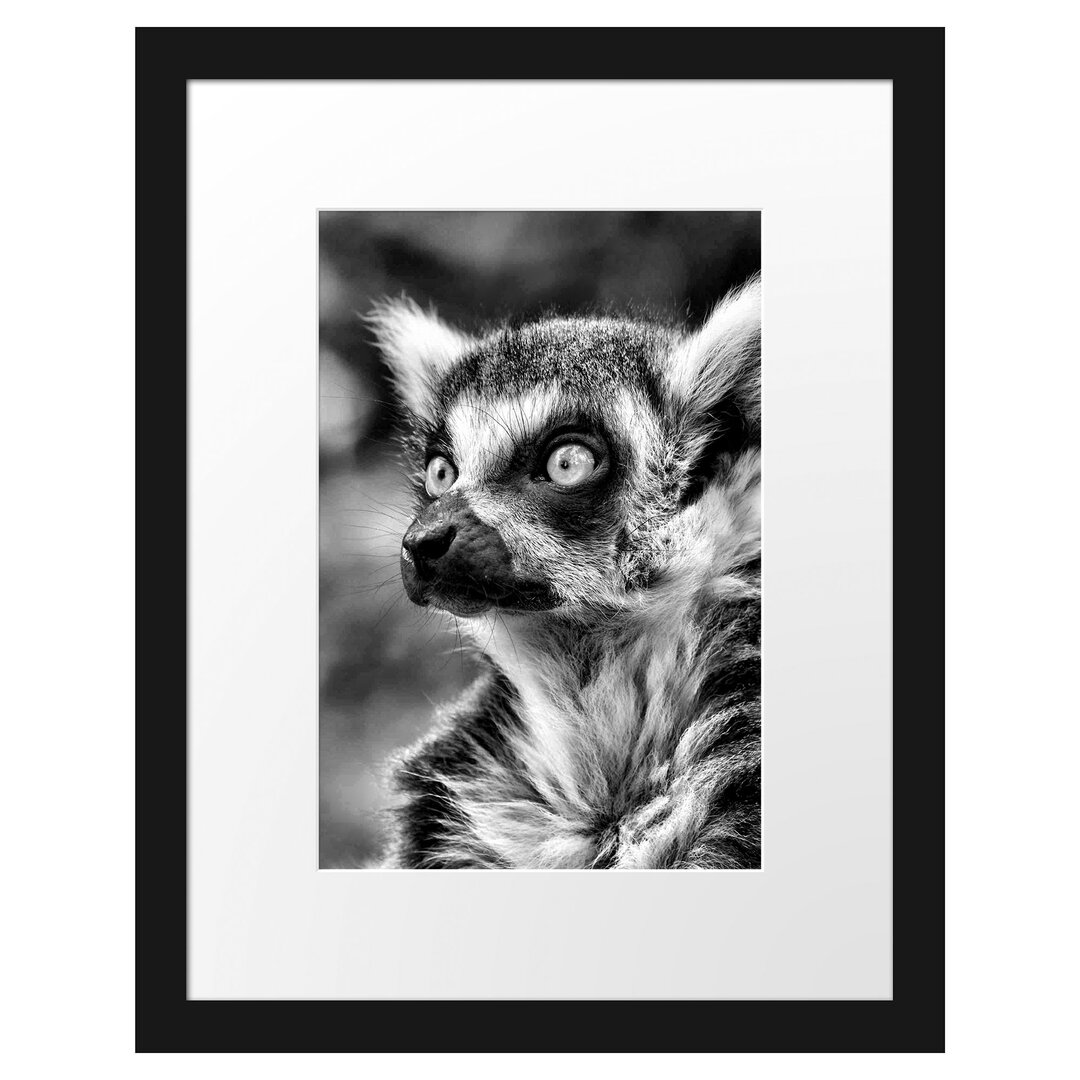 Neugieriger Ringelschwanzlemur Gerahmter fotografischer Kunstdruck