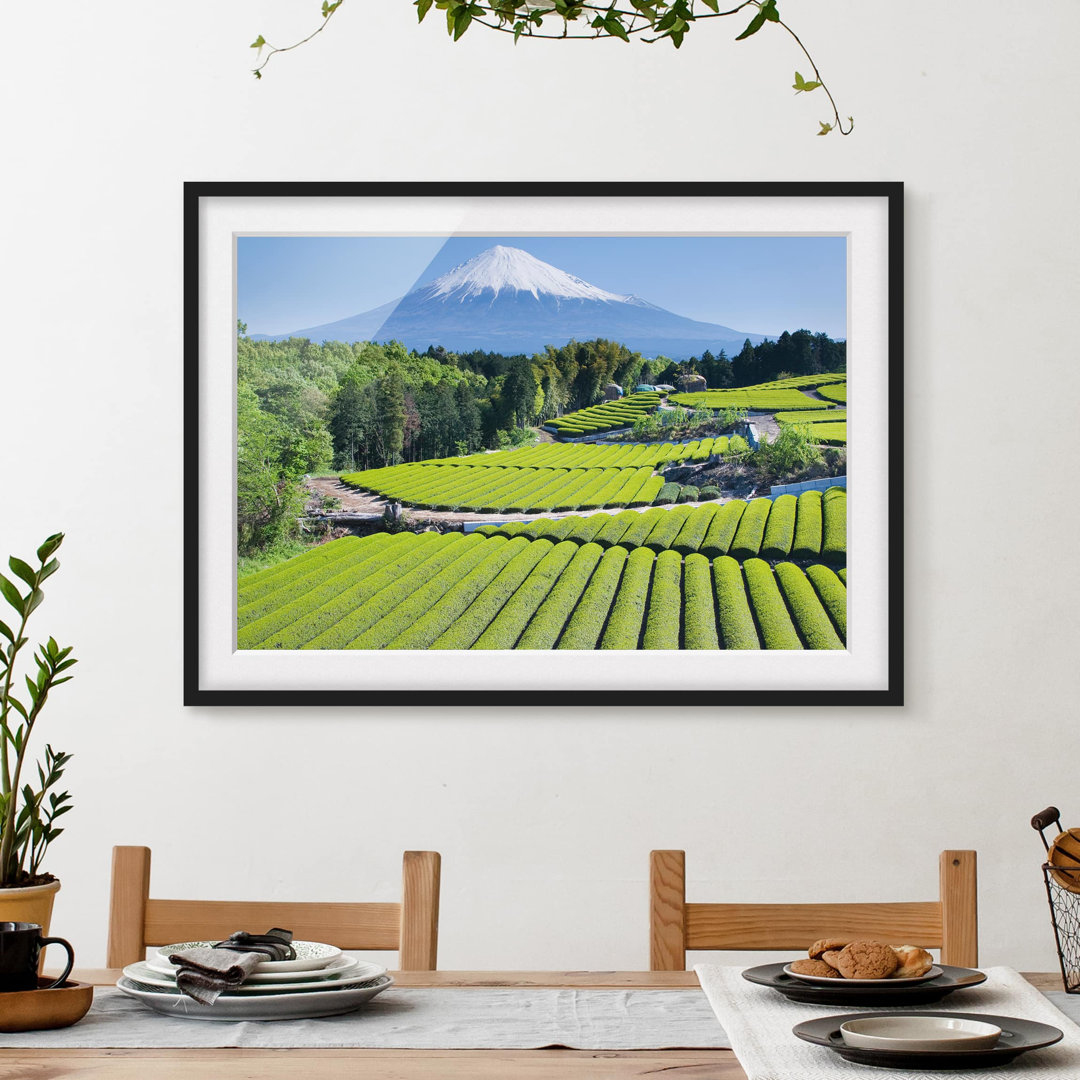 Gerahmtes Poster Teefelder vor dem Berg Fuji