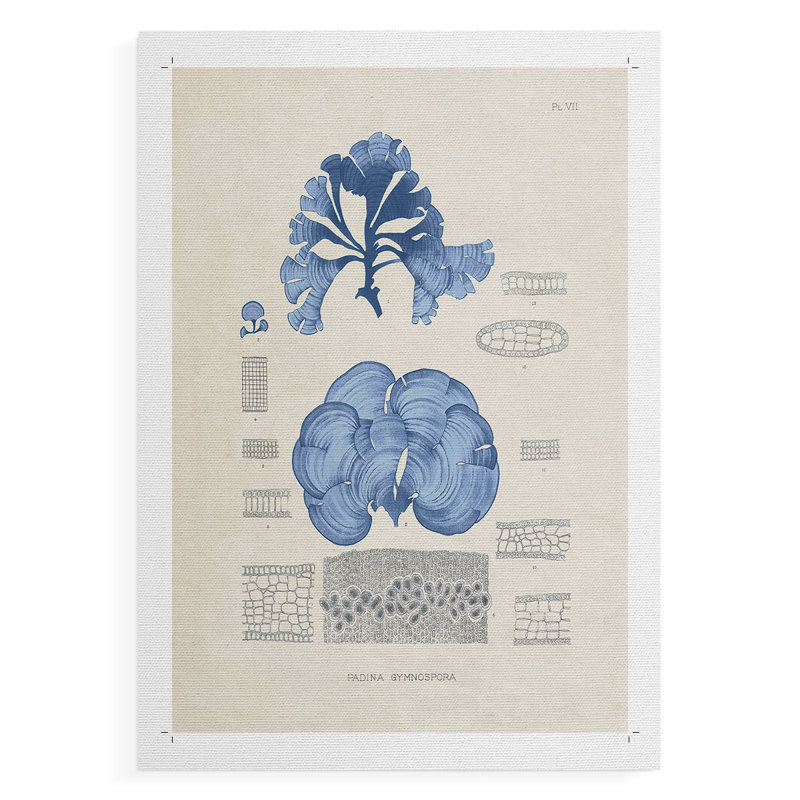 Blue Marine Algae IV - Impression sur toile seulement - SANS CADRE, H 12 po x l 8 po