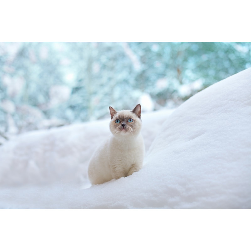 Cat Sitting In Snow by Vita - Wrapped Canvas Print, 30.48cm H x 45.72cm W