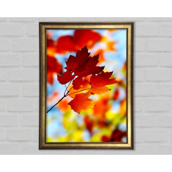 Ebern Designs Sun Through The Autumn Leaves Framed Print | Wayfair.co.uk
