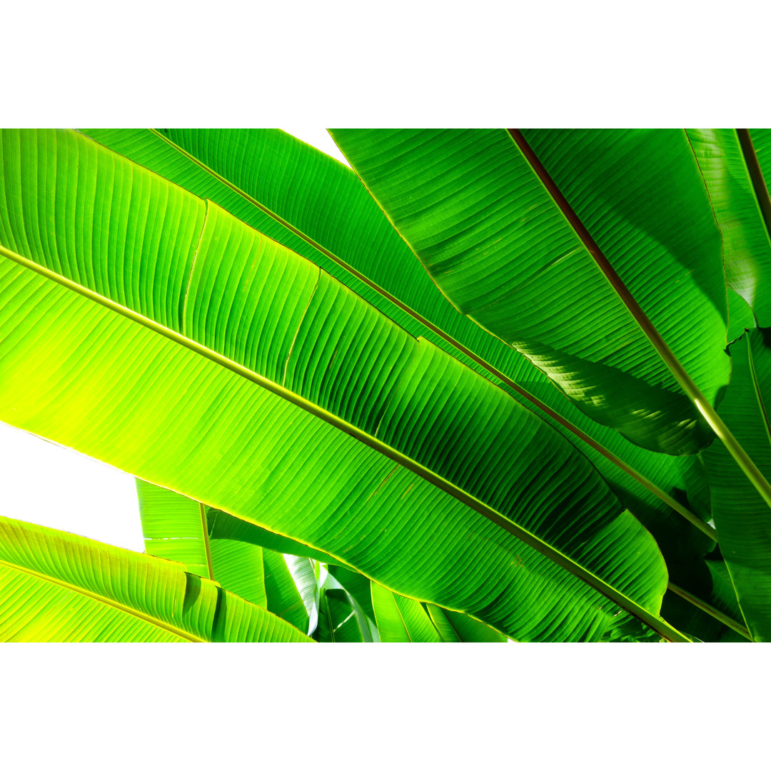 Tropical Banana Palm Leaf by Pernsanitfoto - Wrapped Canvas Photograph