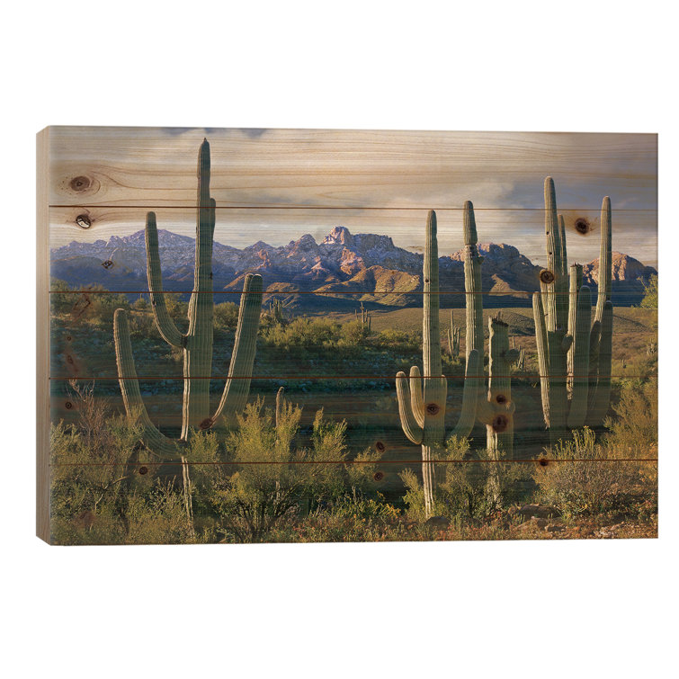 Union Rustic Saguaro Cacti And Santa Catalina Mountains, Arizona On ...