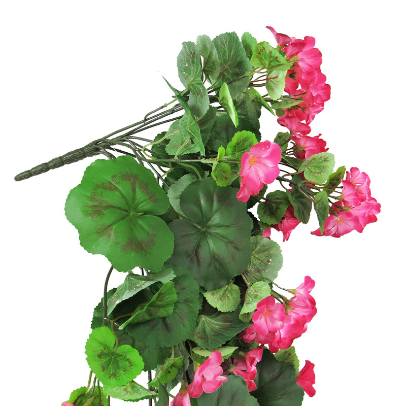 Buisson de géranium suspendu, Rose / vert