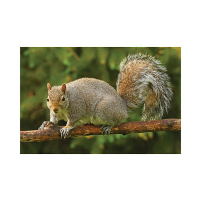 " Squirrel Posing For The Camera " by Brian Wolf