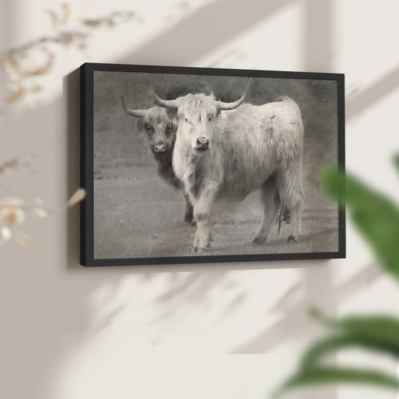 Highland Cattle Inseparable -Framed Print - Restickable, H 11 po x l 14 po, Noir, noir, noir, noir