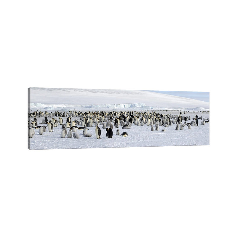 Emperor Penguins Colony At Snow Covered Landscape, Snow Hill Island, Antarctica - Wrapped Canvas Panoramic Print
