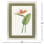 Oiseau de paradis, art encadré