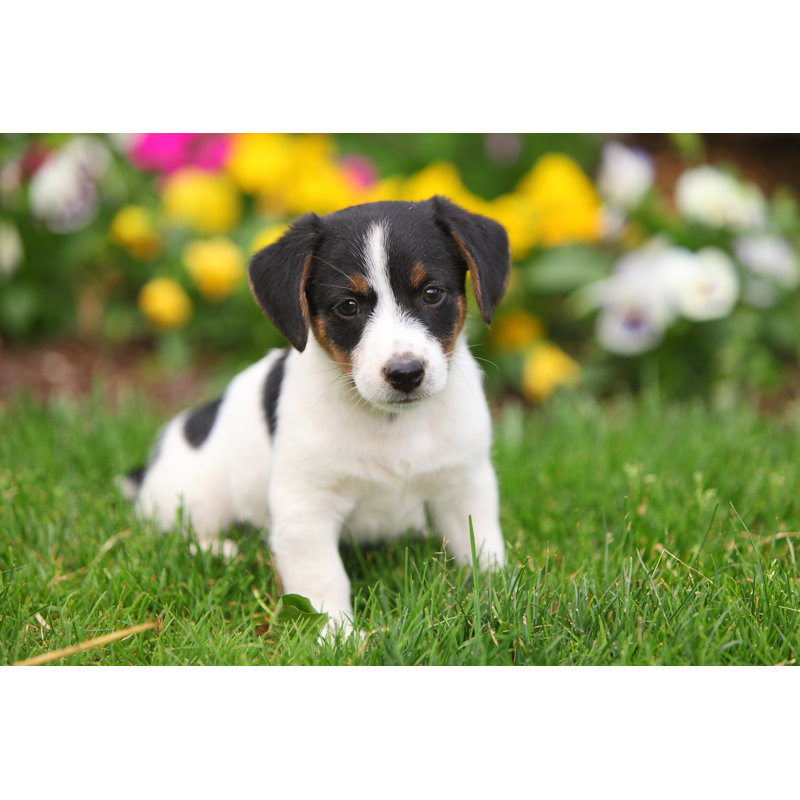 Arranda Jack Russel, chiot assis dans l'herbe sur toile par Jlsnader, L 12 po x H 8 po