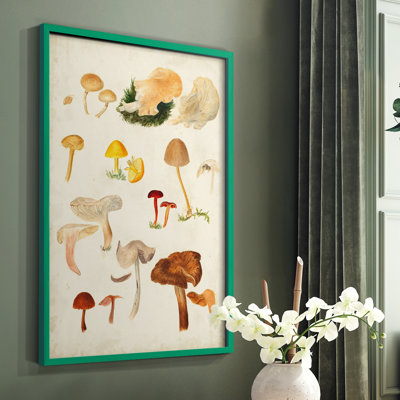 Reproduction encadrée de champignon Mushroom Species