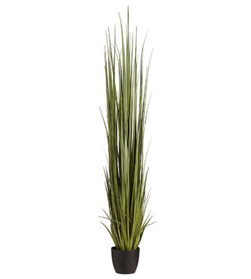 84 INCH REED GRASS IN POT GR/DK