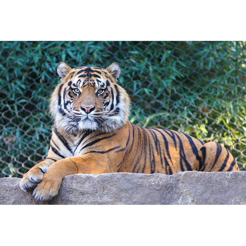 Tiger Wall Art on Canvas, 30cm H x 46cm W