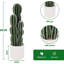 84cm Plant