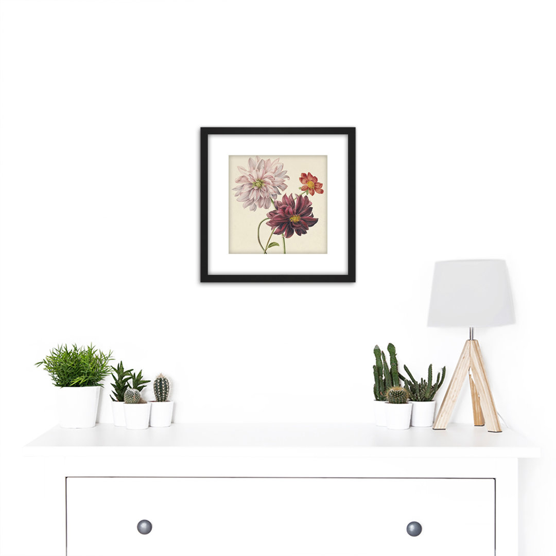 Willem Hekking Dahlias Flowers Pink And Purple - Single Picture Frame Painting