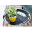 Live Pearls and Jade Pothos Plant