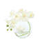 Orchid in Flat Glass Vase