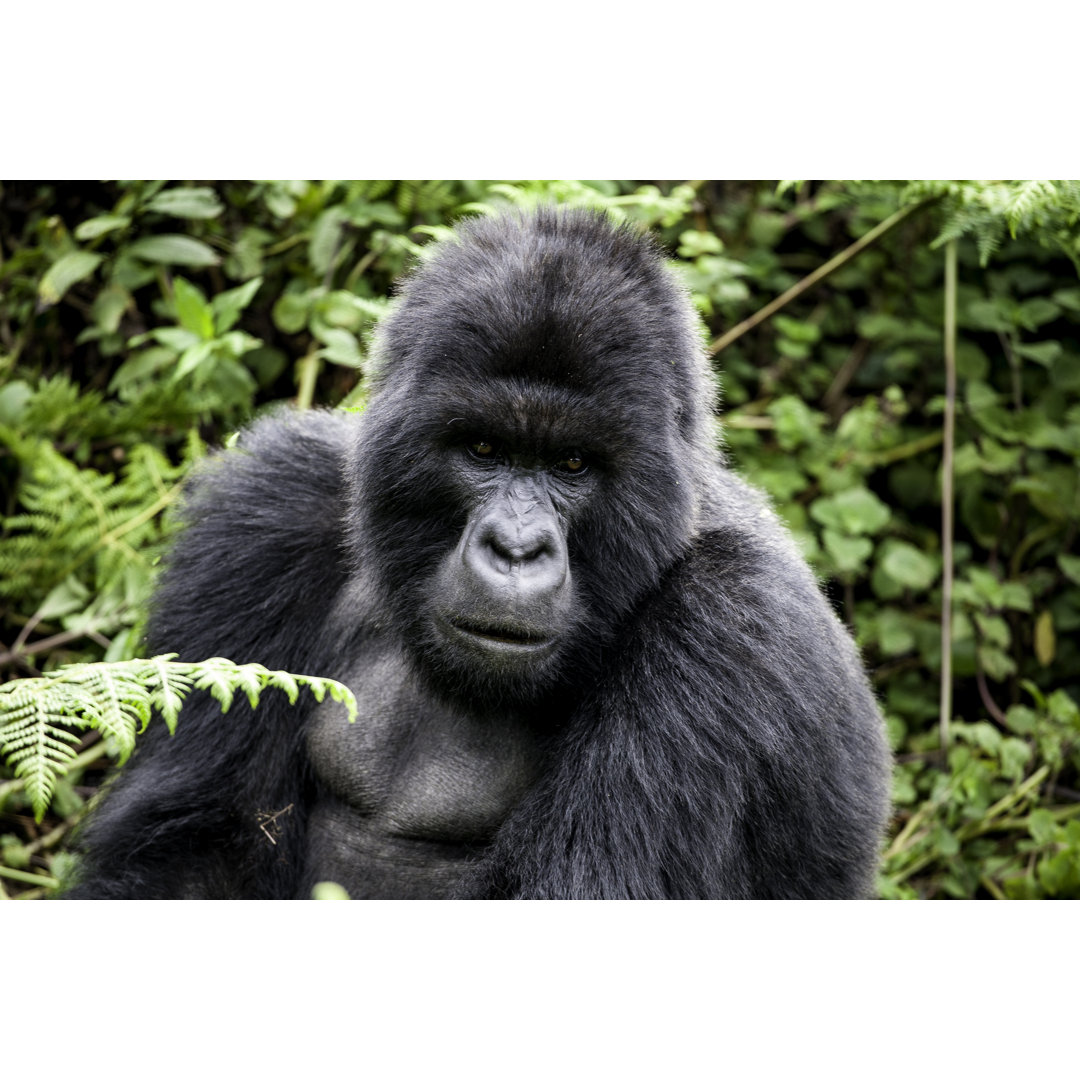 Gorilla Portrait von Tschuma417 - Leinwanddrucke