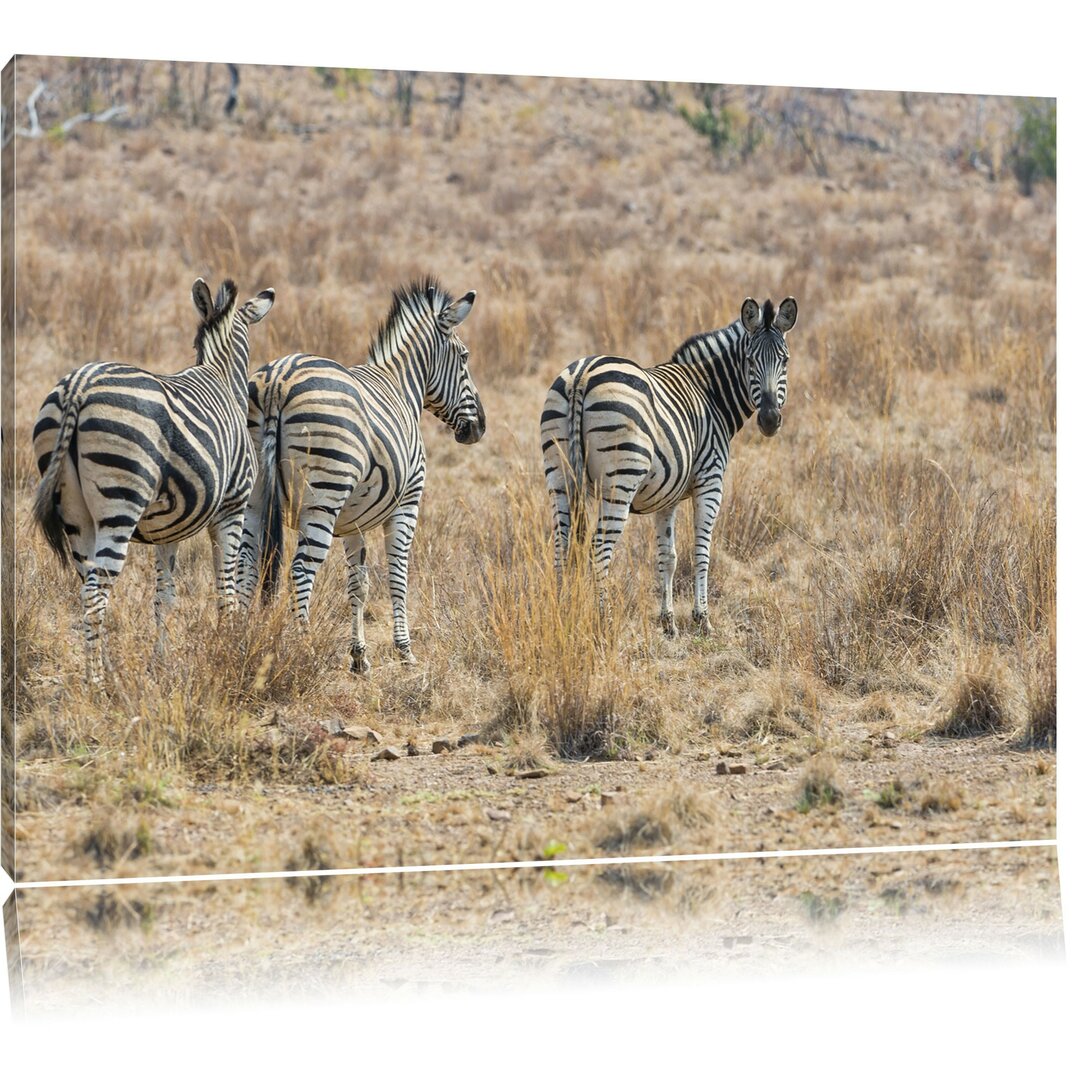 Leinwandbild Zebraherde im Wildgras