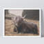 «Vache rétro Shetland, vache, bovins, animaux de la ferme» sur papier-98266305-98266306