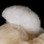 Fleurs centrées de Scolecite sur Stilbite rose