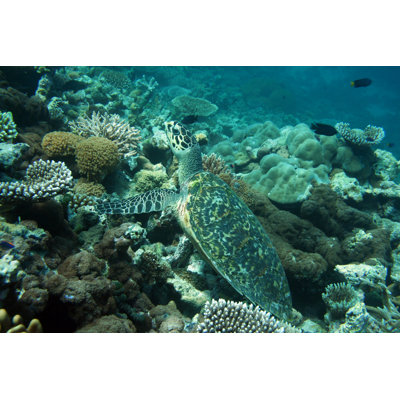 Bird-billed Turtle by PERICE - Wrapped Canvas Print