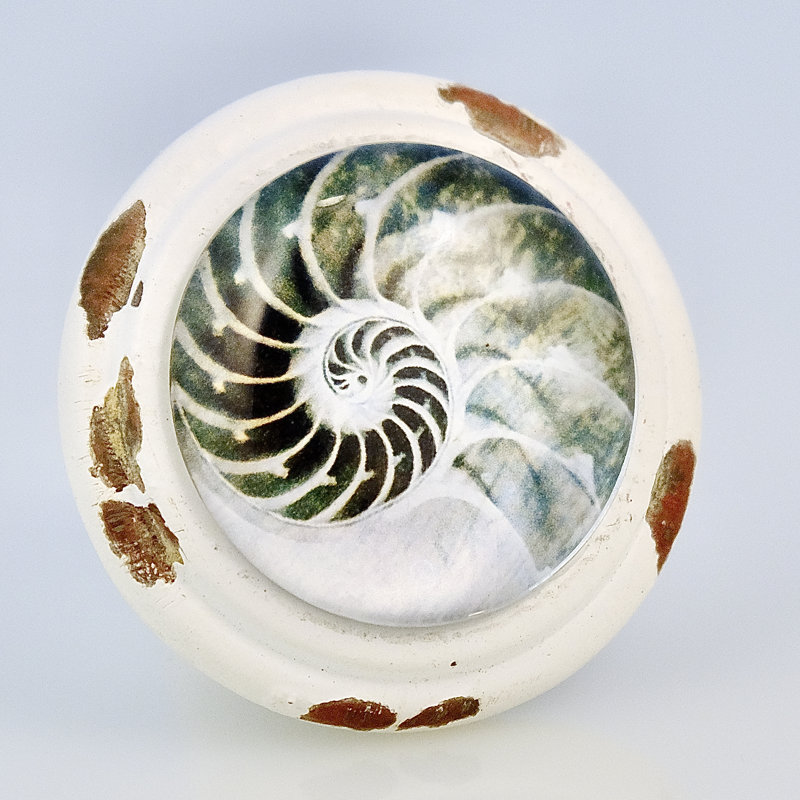 Poignée Nautilus blanc délavé Seashell Art