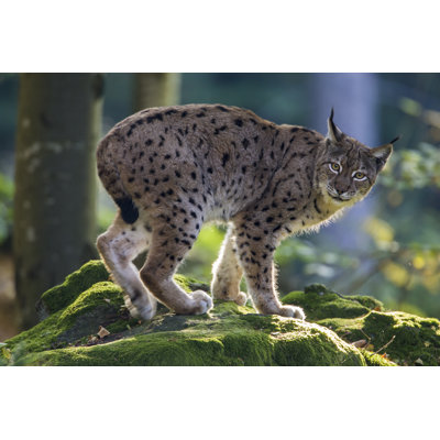 " Lynx / Felis Lynx " by Pum_Eva