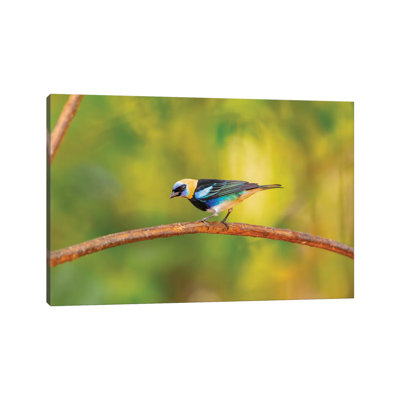 Central America, Costa Rica. Male Golden-hooded Tanager. by Jaynes Gallery - Wrapped Canvas Gallery-Wrapped Canvas Giclée
