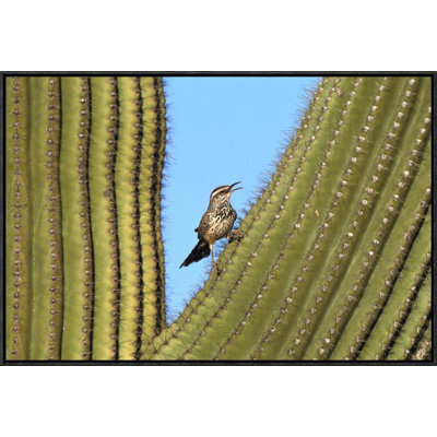 " Cactus Wren Perched On Saguaro Cactus "