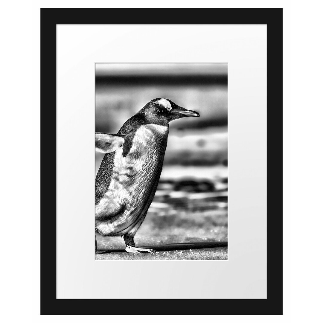 Gerahmtes Poster Pinguin am Strand